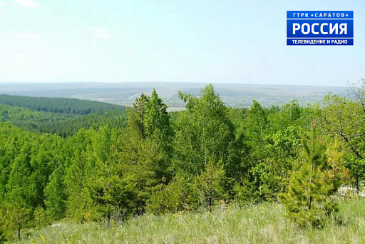 ГТРК-Саратов: Все леса Саратовской области отнесены к категории защитных