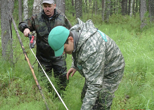 Эффективность лесовосстановления и охраны лесов проверили в Свердловской области