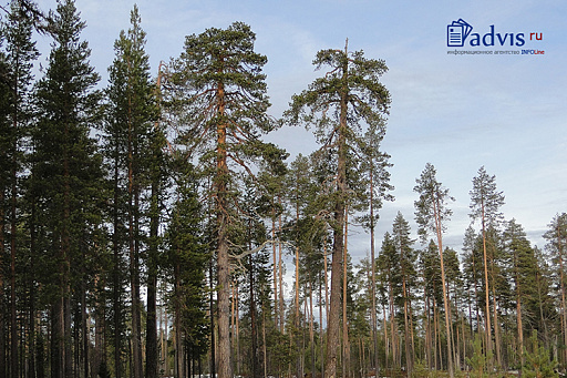 ADVIS: Разработан лесной план Тульской области. 