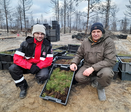Ханты-Мансийский филиал подвел итоги лесовосстановительного сезона