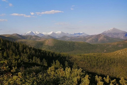 В Республике Саха (Якутия) завершился первый цикл государственной инвентаризации лесов